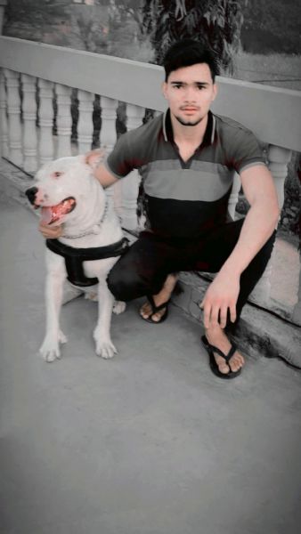 1.5 year American pitbull