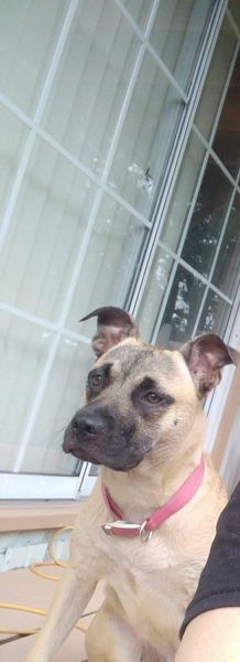 German shepherd/ Lab / Pittbull