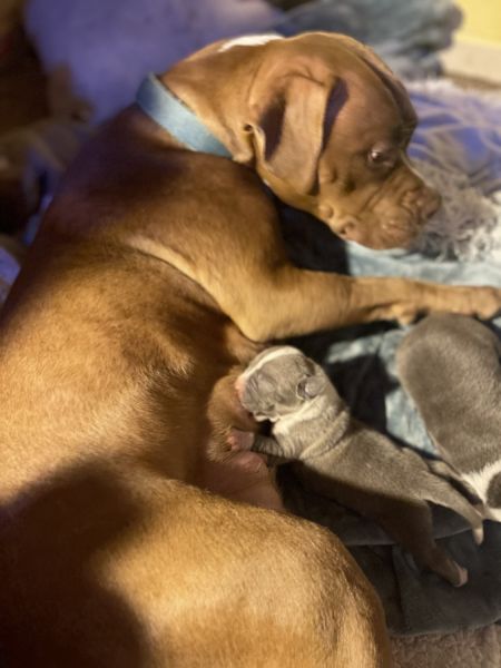 Pit bull puppies for sale