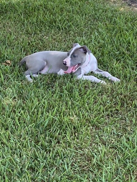 Blue nose Pit Bull