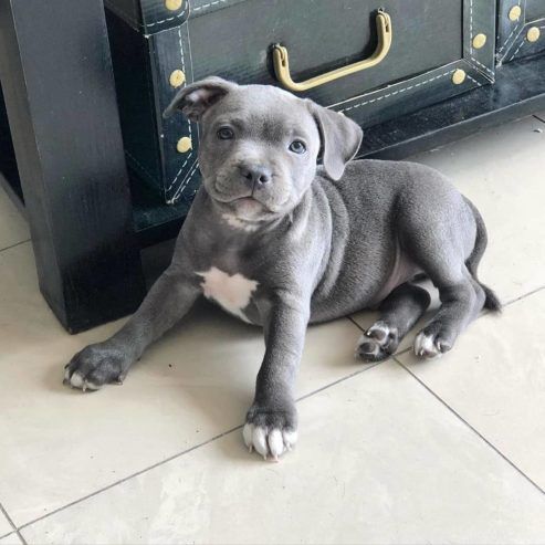Beautiful Bull Terrier Puppies