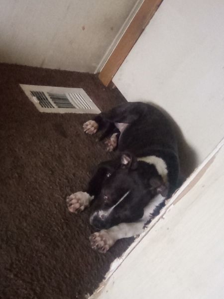 American pit bull terrier