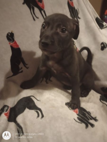 Pit Mix Puppies