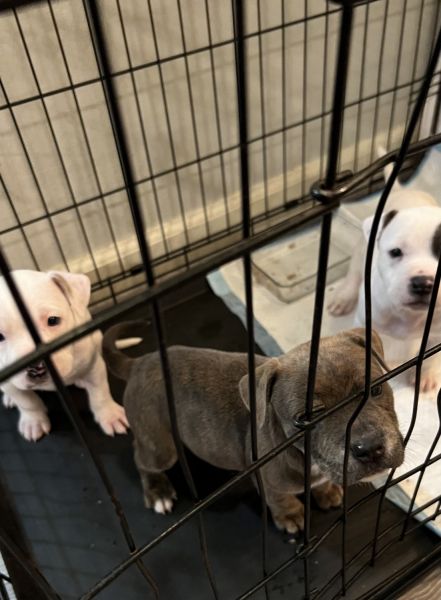 2 male 1 Female Pit 6 weeks old