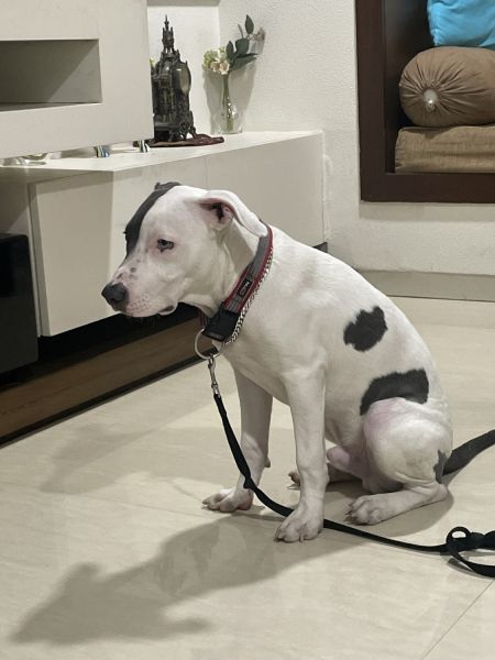 Hi, Shark is looking for a home. He is 4.5 month old, He is a Pitbul