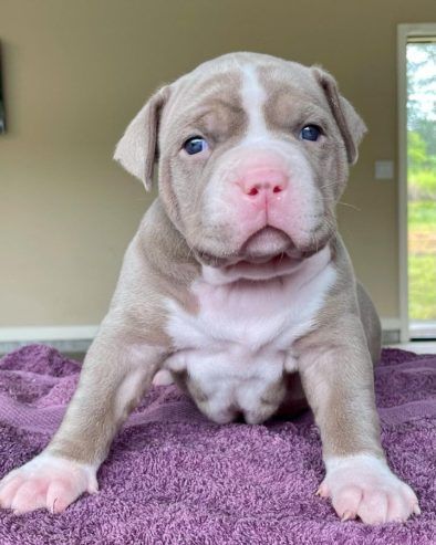 pitbull puppies for sale