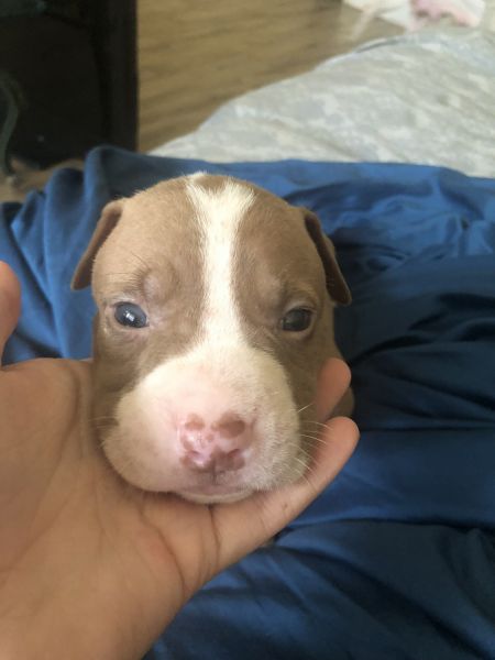 American pitbull blue staffordshire puppies