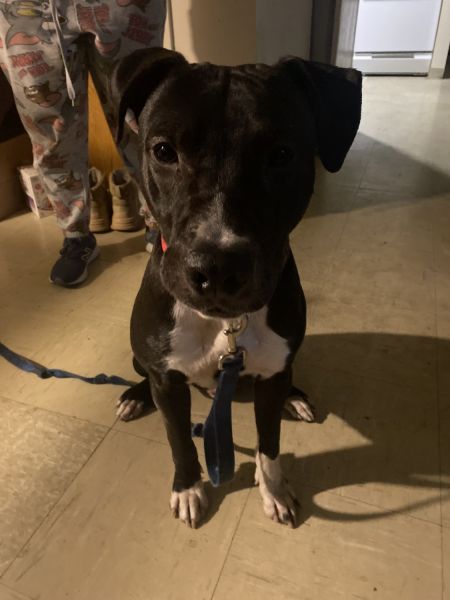 My pitbull needs a new home