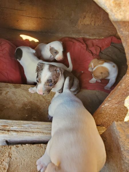 Mix puppies pit and jack Russell