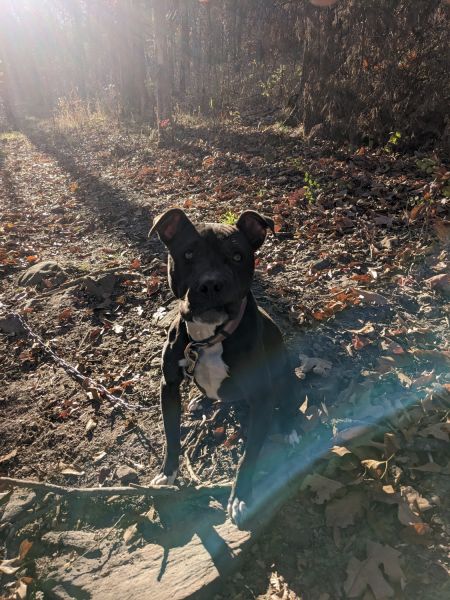 Pitbull and Chihuahua mix