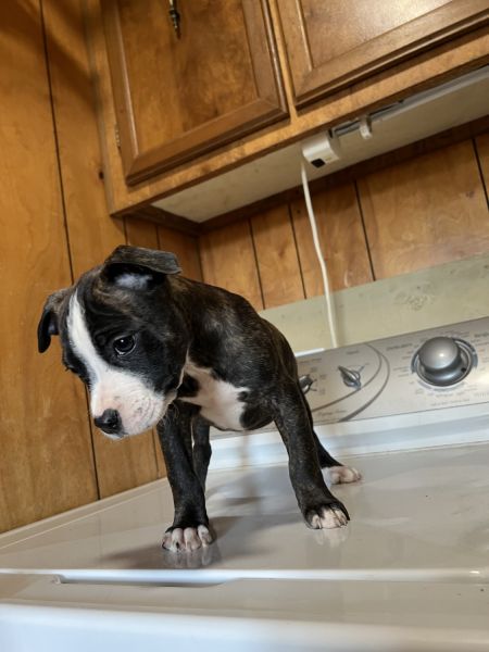 Pit Bull puppies