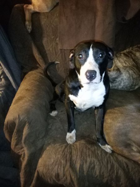 Pure Bred Female Pitt Bull Puppies