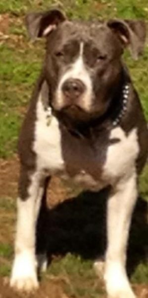 UKC Registered 'PR' %100 APBT Pups!