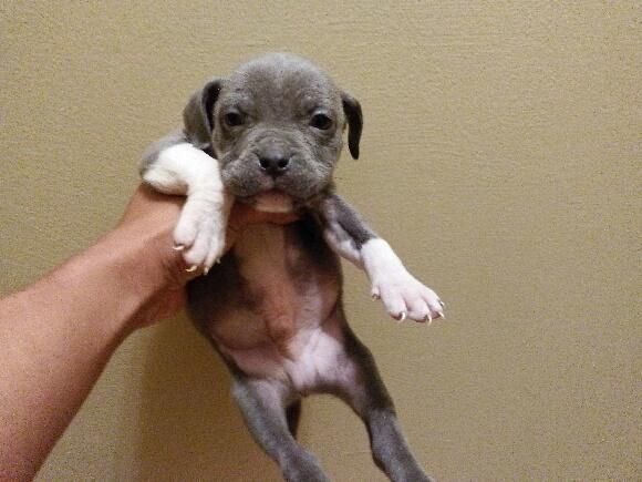 Blue , white and fawn bullies Puppies sale