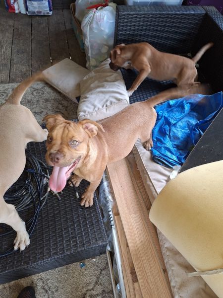 Olde pitbull bulldogge puppies