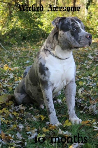 Blue merle American Pit Bull stud