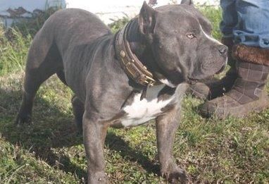 Top Class American Pitbull Puppies