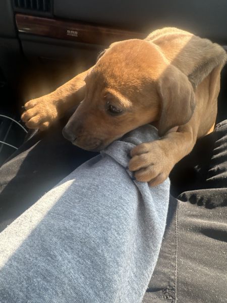 I’m selling my pups I want them in a nice home