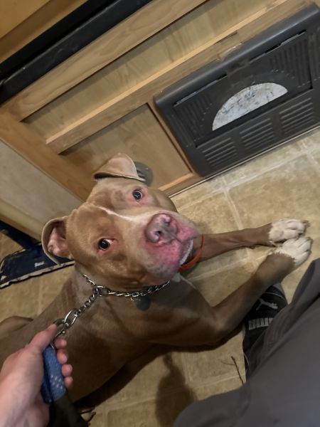 2 yr old male pitbul