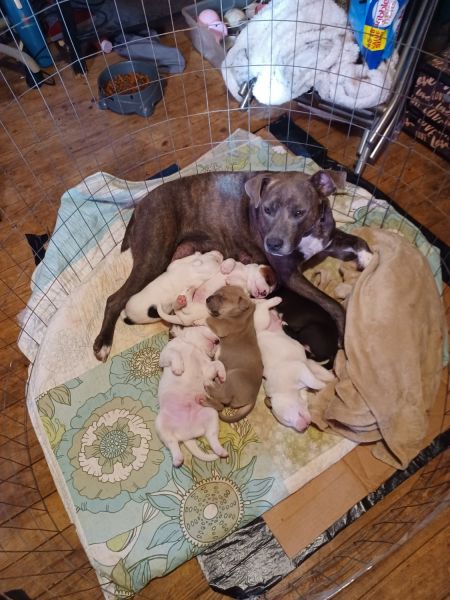 5 Pitbull puppies need home ASAP.