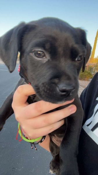 6 week old female pit bull puppy for sale