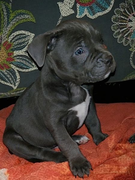 ABKC. Certified American Bluenose pitbull Terrier puppies.