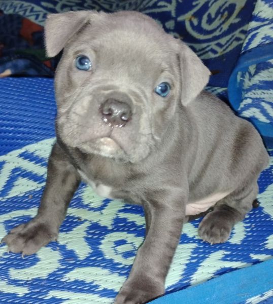 Blue Nose Pitbull Puppies For Sale