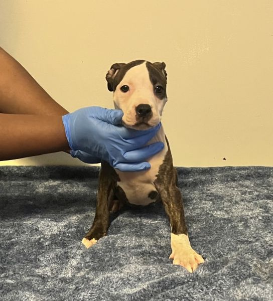 Pit bull pups for sale