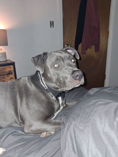 Lovable pittie needs furever home