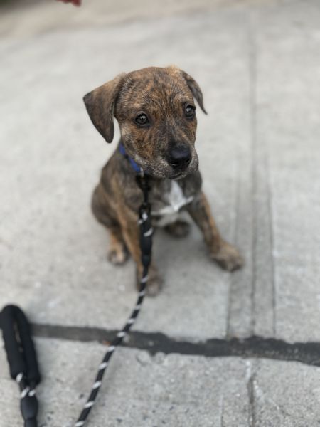 Beautiful pitbull Heeler for sale 8 weeks old