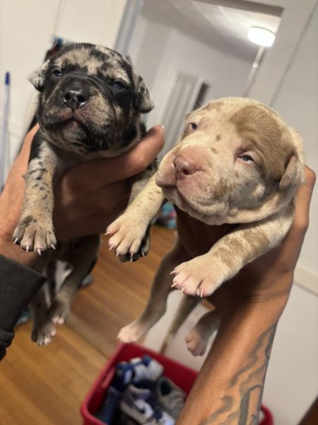 Puppies for sale