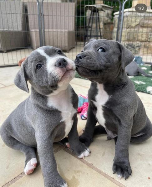 Pitbull puppies for sale