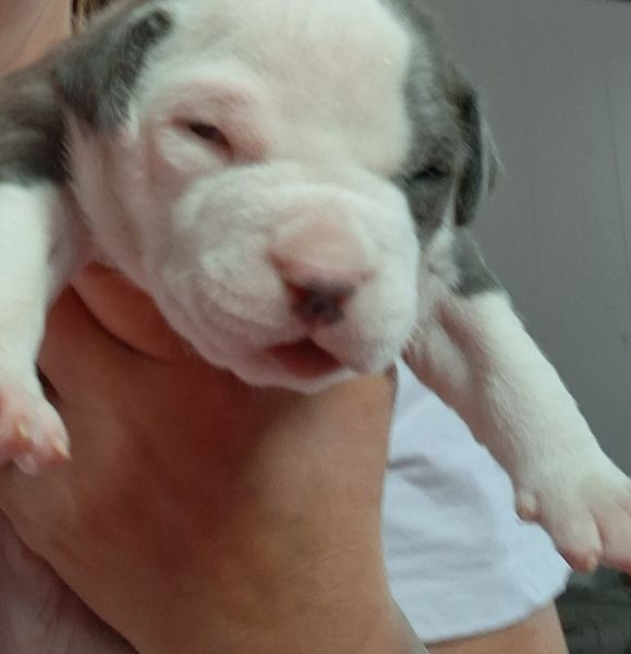 Blue nose pit for sale