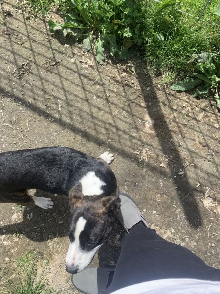 Hyper, loving dog needs re homing