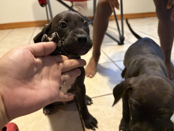 Two Black puppy pit