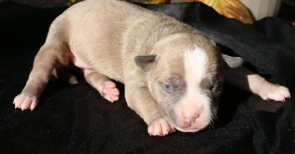 Orange Girl Kaboom Kennels