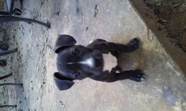 American Pitbull puppies