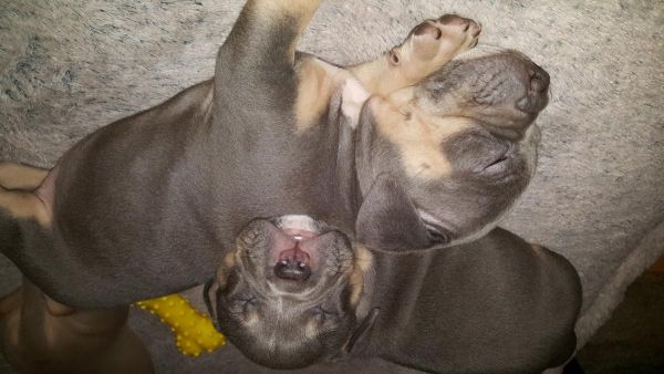 Ukc Tricolor Bully puppies