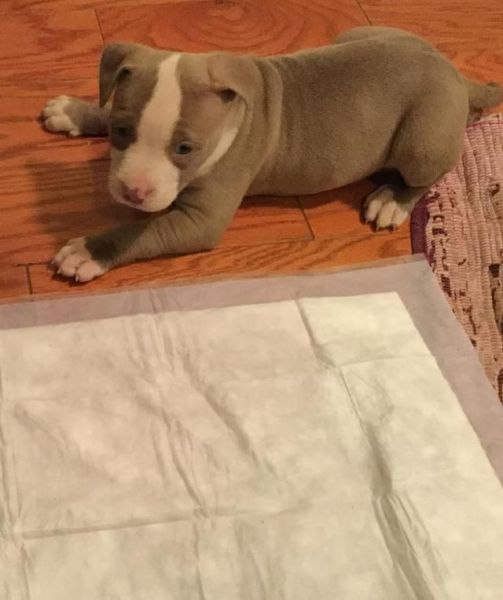 Pit bull puppies for sale looking for good homes.