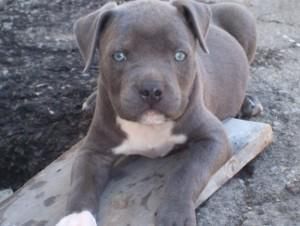 blue nose pitbull puppies