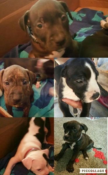 Puppies pitbull