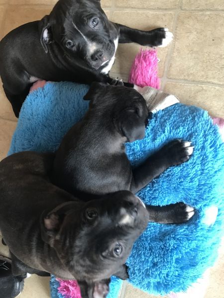 Boston Bull Puppies!!