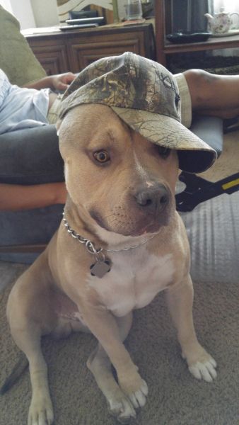 3 yr old neut fawn & wht Am Pit Terrier