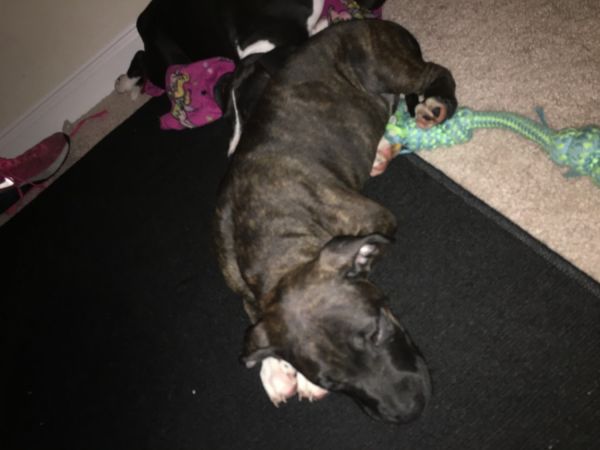 Bluenose Pitbull Puppy