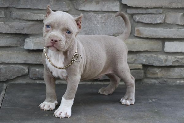 Cute American Pit Bull Terrier Puppies
