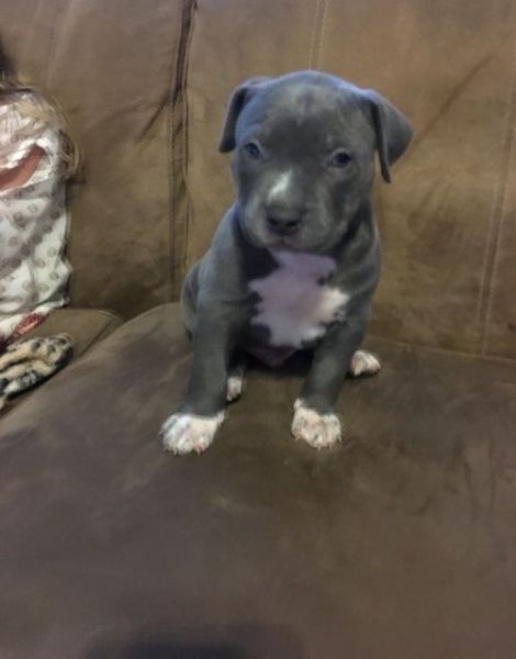 AKC American Pit Bull Terrier puppies