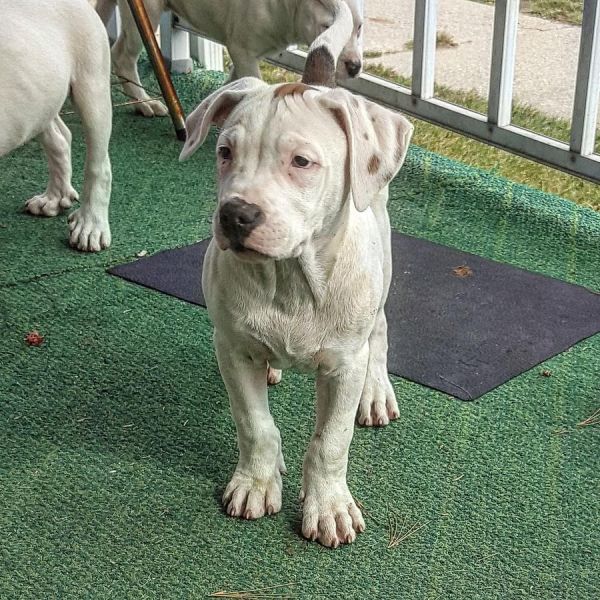 Gorgeous AKC American Pit Bull Terrier puppies