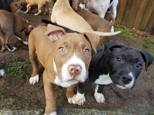 blue nose (f) & red nose (m) puppies