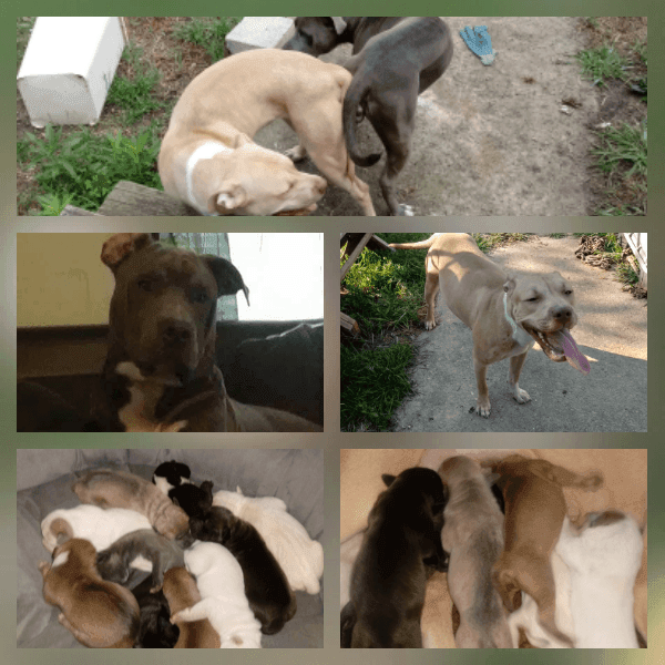 APBT Norwalk ohio