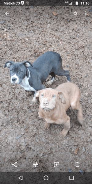 Blue female and red male pit pups